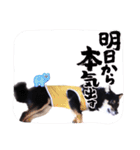 可愛い黒豆柴佐助くん（個別スタンプ：15）
