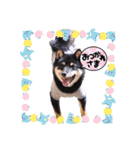 可愛い黒豆柴佐助くん（個別スタンプ：18）