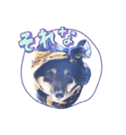 可愛い黒豆柴佐助くん（個別スタンプ：19）