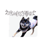 可愛い黒豆柴佐助くん（個別スタンプ：20）