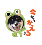 可愛い黒豆柴佐助くん（個別スタンプ：24）