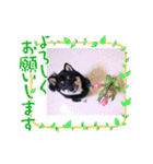 可愛い黒豆柴佐助くん（個別スタンプ：25）