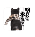 可愛い黒豆柴佐助くん（個別スタンプ：27）