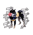 可愛い黒豆柴佐助くん（個別スタンプ：30）