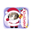 3匹のハチワレねこXmas＊お正月 ver.（個別スタンプ：2）