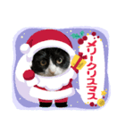 3匹のハチワレねこXmas＊お正月 ver.（個別スタンプ：3）