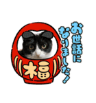 3匹のハチワレねこXmas＊お正月 ver.（個別スタンプ：6）