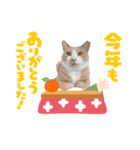 3匹のハチワレねこXmas＊お正月 ver.（個別スタンプ：7）