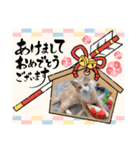 3匹のハチワレねこXmas＊お正月 ver.（個別スタンプ：8）