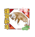 3匹のハチワレねこXmas＊お正月 ver.（個別スタンプ：9）