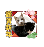 3匹のハチワレねこXmas＊お正月 ver.（個別スタンプ：10）
