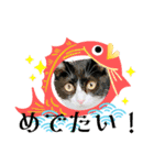 3匹のハチワレねこXmas＊お正月 ver.（個別スタンプ：14）