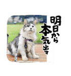 かぐちゃんマン（個別スタンプ：20）