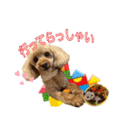りりちゃん トイプー（個別スタンプ：4）