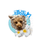 りりちゃん トイプー（個別スタンプ：5）