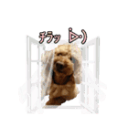 りりちゃん トイプー（個別スタンプ：8）