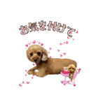 りりちゃん トイプー（個別スタンプ：13）