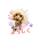 りりちゃん トイプー（個別スタンプ：14）