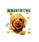 りりちゃん トイプー（個別スタンプ：16）