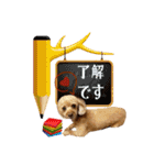 りりちゃん トイプー（個別スタンプ：21）