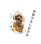 りりちゃん トイプー（個別スタンプ：25）