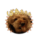 りりちゃん トイプー（個別スタンプ：30）