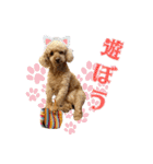 りりちゃん トイプー（個別スタンプ：37）