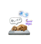 りりちゃん トイプー（個別スタンプ：39）
