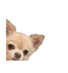 PQすたんぷ★（個別スタンプ：7）