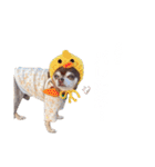 PQすたんぷ★（個別スタンプ：16）