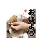 クリエとこてつ（個別スタンプ：1）