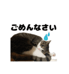 クリエとこてつ（個別スタンプ：3）
