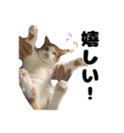 クリエとこてつ（個別スタンプ：6）