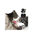 クリエとこてつ（個別スタンプ：7）