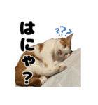 クリエとこてつ（個別スタンプ：8）
