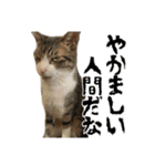 クリエとこてつ（個別スタンプ：10）