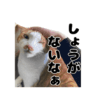 クリエとこてつ（個別スタンプ：11）