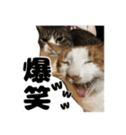 クリエとこてつ（個別スタンプ：12）