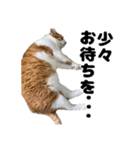 クリエとこてつ（個別スタンプ：18）