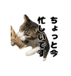 クリエとこてつ（個別スタンプ：19）