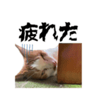 クリエとこてつ（個別スタンプ：20）