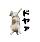クリエとこてつ（個別スタンプ：21）