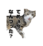 クリエとこてつ（個別スタンプ：31）