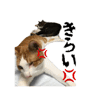 クリエとこてつ（個別スタンプ：36）