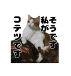 クリエとこてつ（個別スタンプ：39）