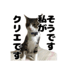 クリエとこてつ（個別スタンプ：40）