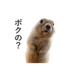 ボクハ、コタロウ2（個別スタンプ：5）