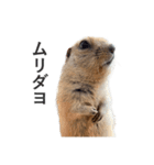 ボクハ、コタロウ2（個別スタンプ：6）