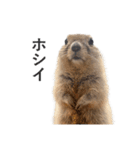 ボクハ、コタロウ2（個別スタンプ：10）