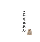 ボクハ、コタロウ2（個別スタンプ：12）